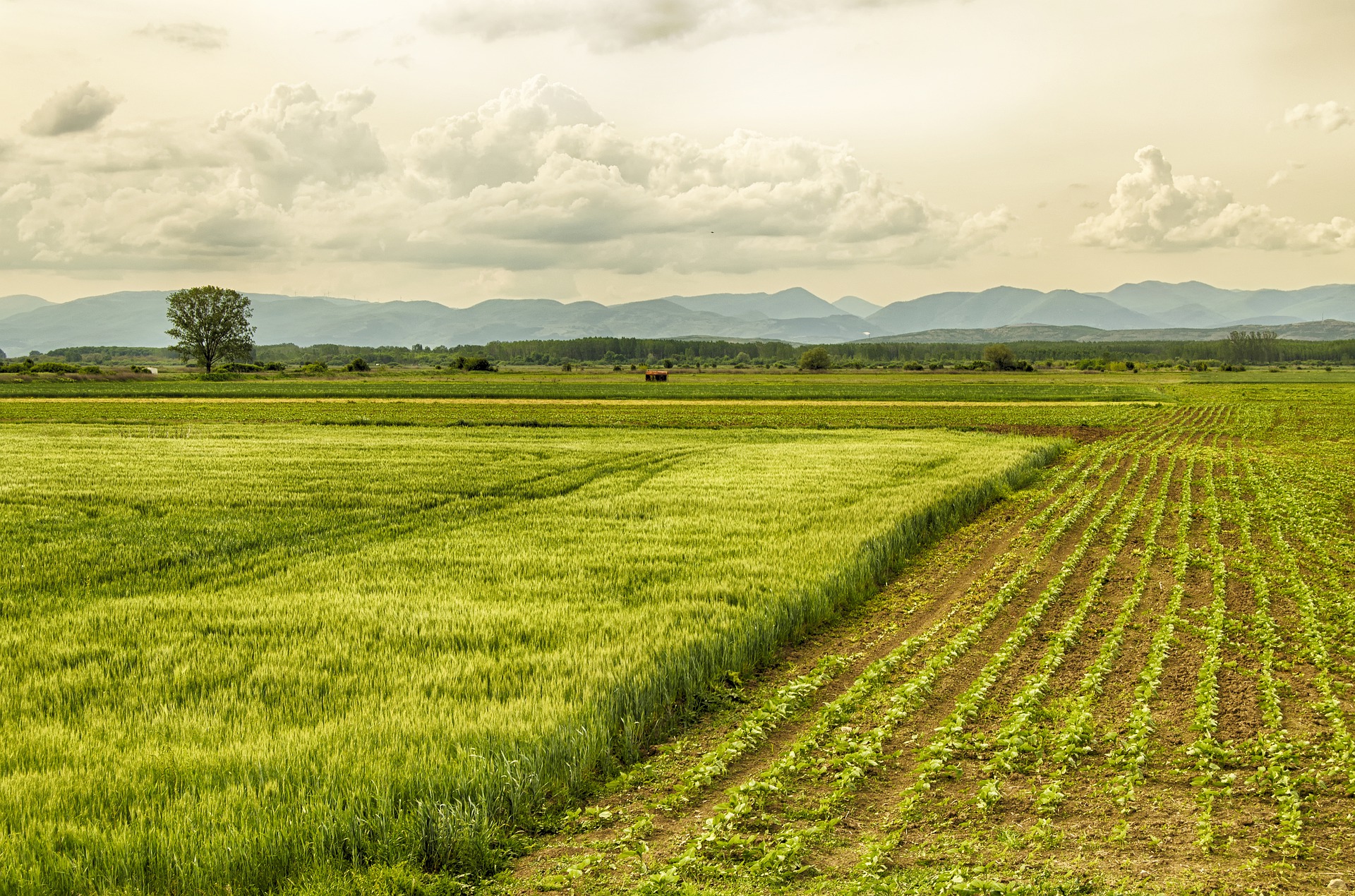 innovation-for-food-security-and-sustainability-future-of-food