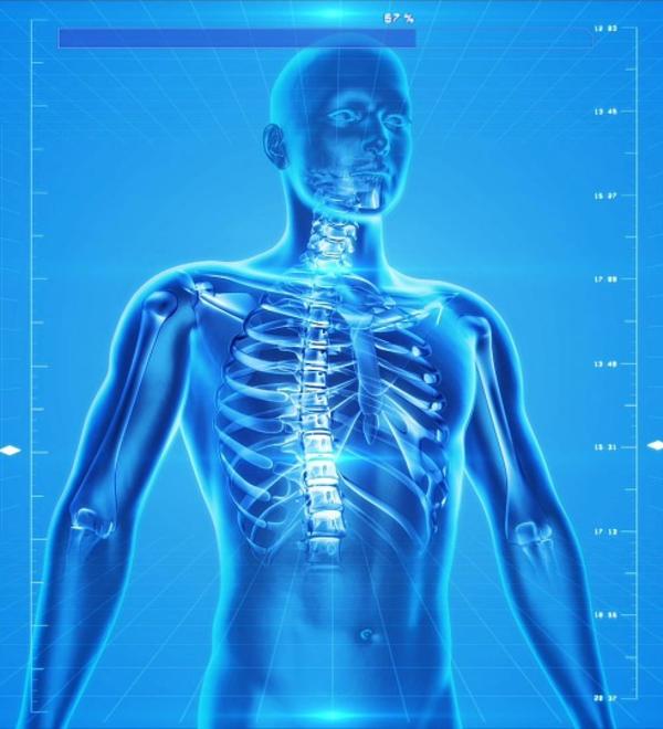 human skeleton 163715 960