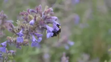 A bumblebee visiting a lavender plant