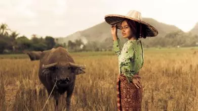 paddy field 2525358
