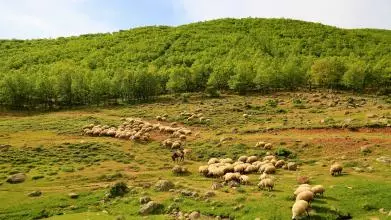 sheep 4246443