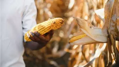 A person stands in a maize field. They are holding a corn cob and wearing a white t-shirt