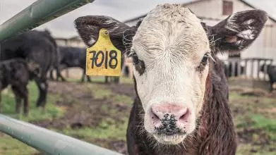 calf 362170
