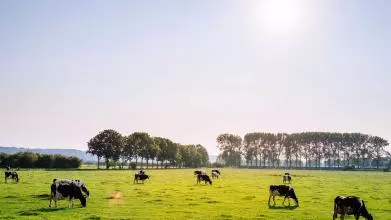cattle 9186441920jpg