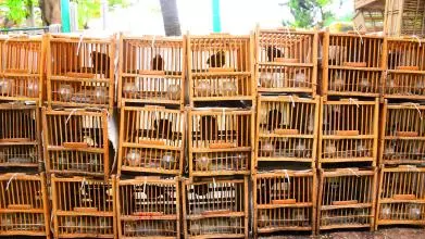 birds 4945927