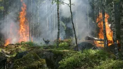 forest fire 432870