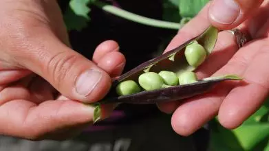 peas 633948