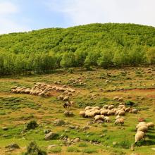 sheep 4246443