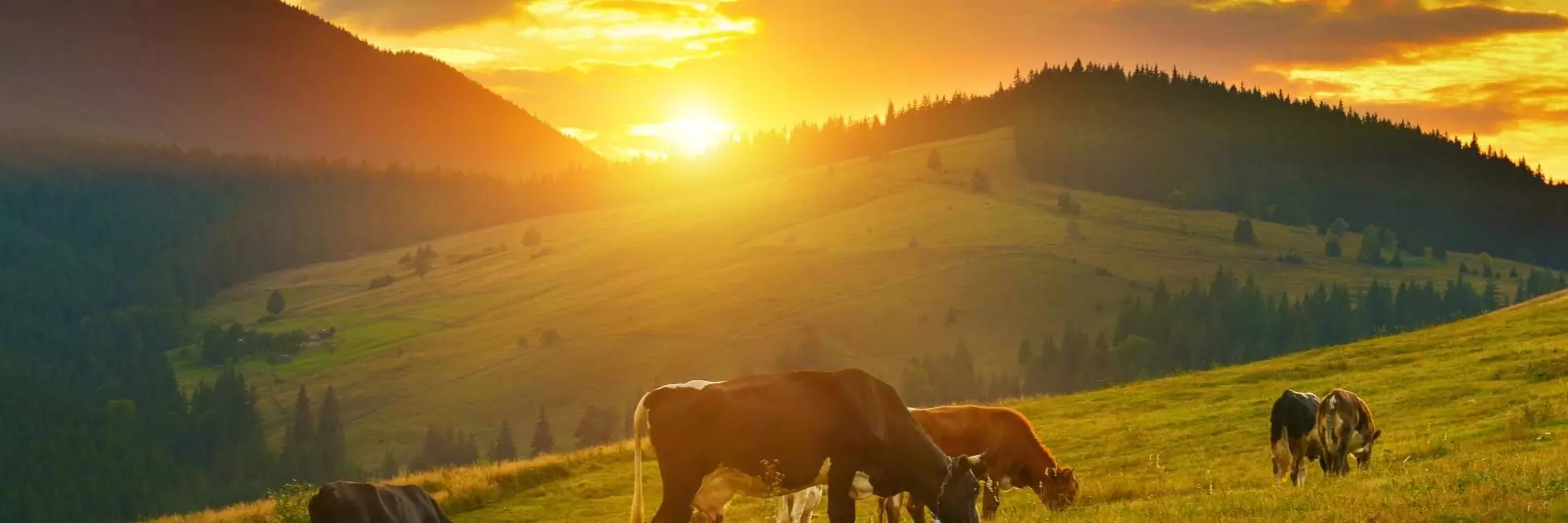 A sun sets behind mountains while cattle graze in the foreground. A forest can be seen.